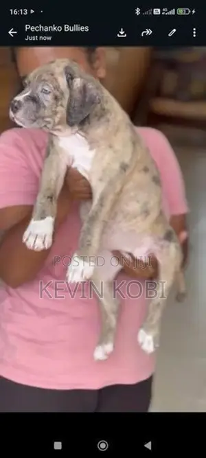American Bully Puppies