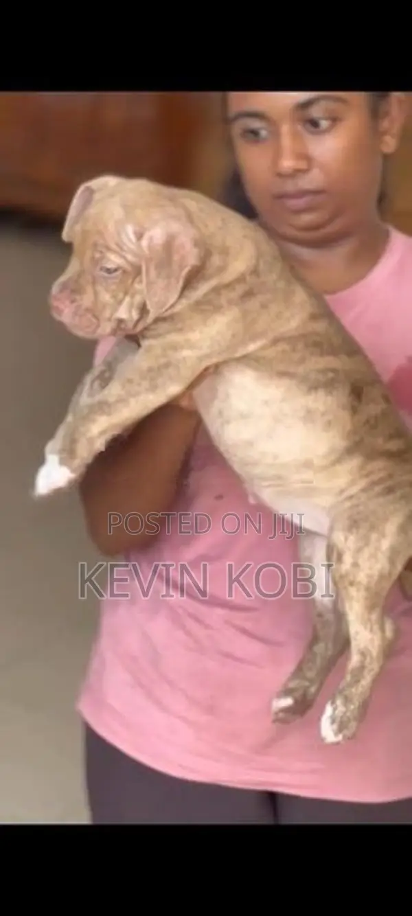 American Bully Puppies