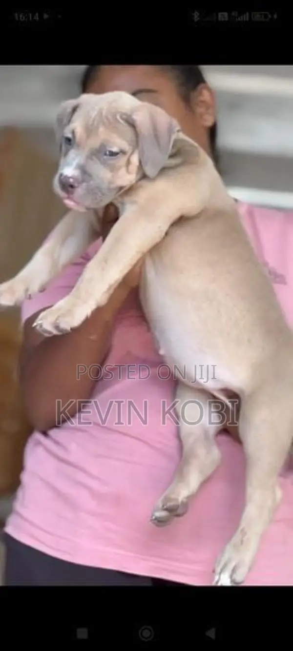 American Bully Puppies