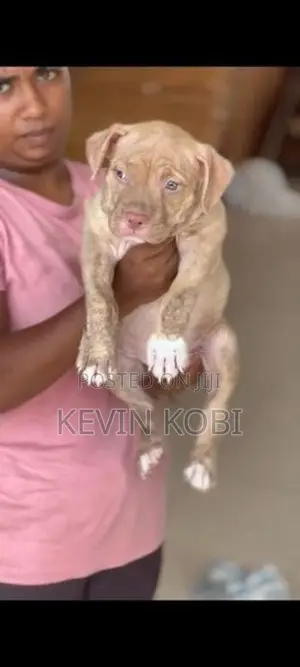 American Bully Puppies