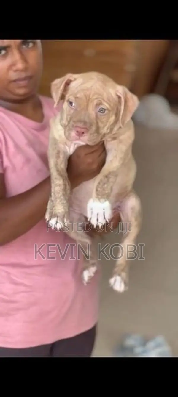 American Bully Puppies