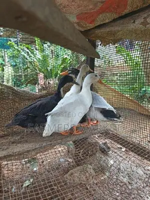 තාරාවන්