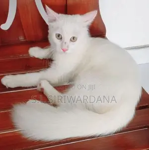 Turkish Angora Cat