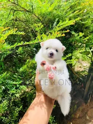 Pomeranian Puppy