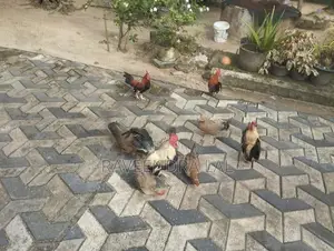 OG කුකුළන්