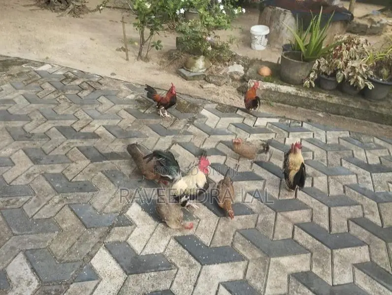 OG කුකුළන්