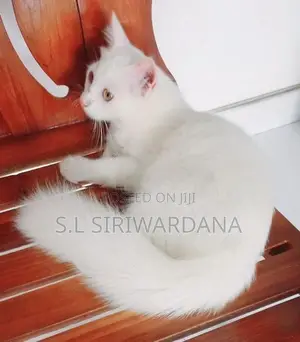 Turkish Angora Cat