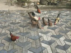 OG කුකුළන්