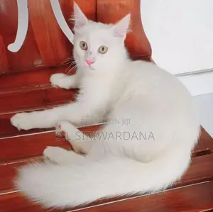 Turkish Angora Cat