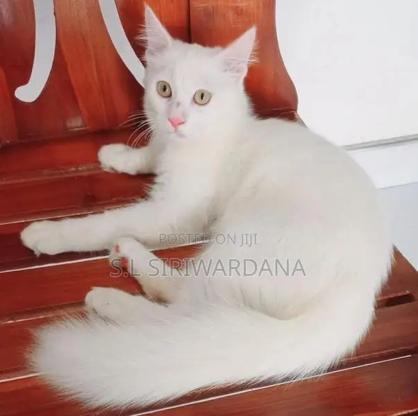 Turkish Angora Cat