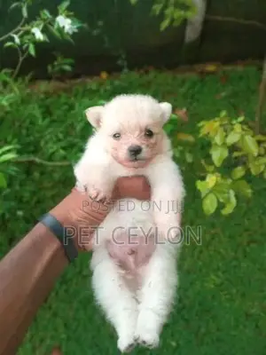 Pomeranian Puppy