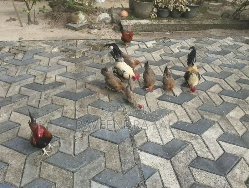 OG කුකුළන්