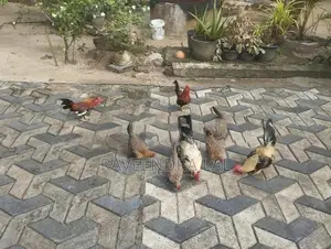 OG කුකුළන්