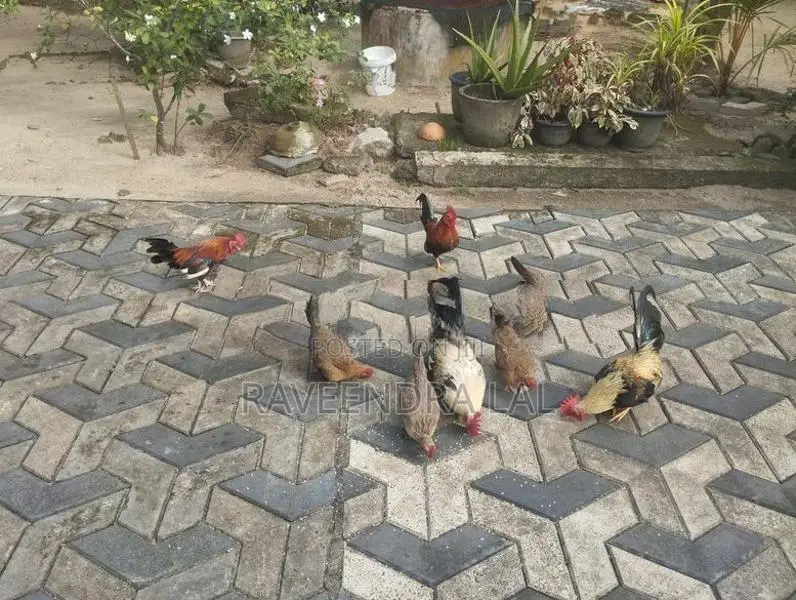 OG කුකුළන්