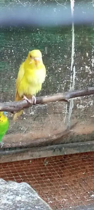Love Birds