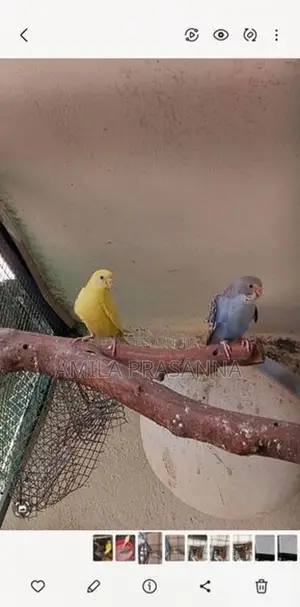 Love Birds