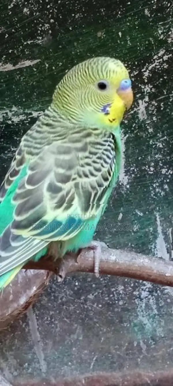 Love Birds