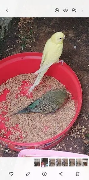 Love Birds
