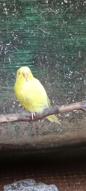 Love Birds