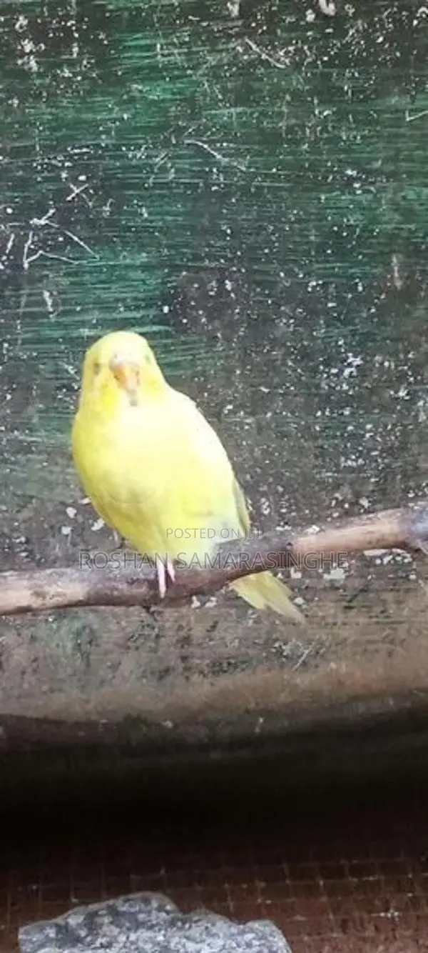 Love Birds