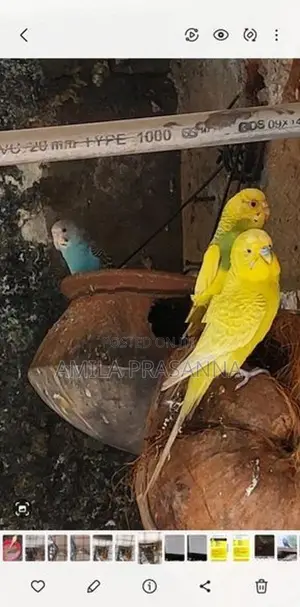 Love Birds