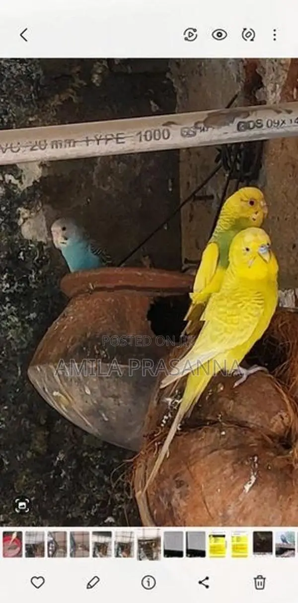 Love Birds