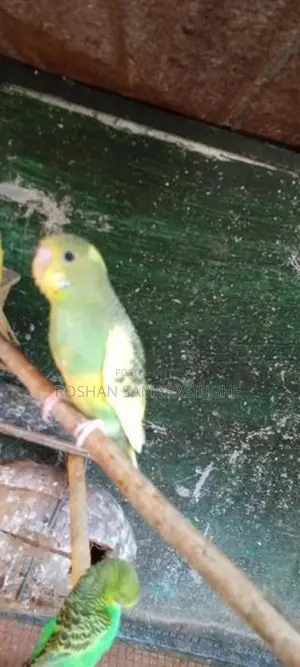 Love Birds