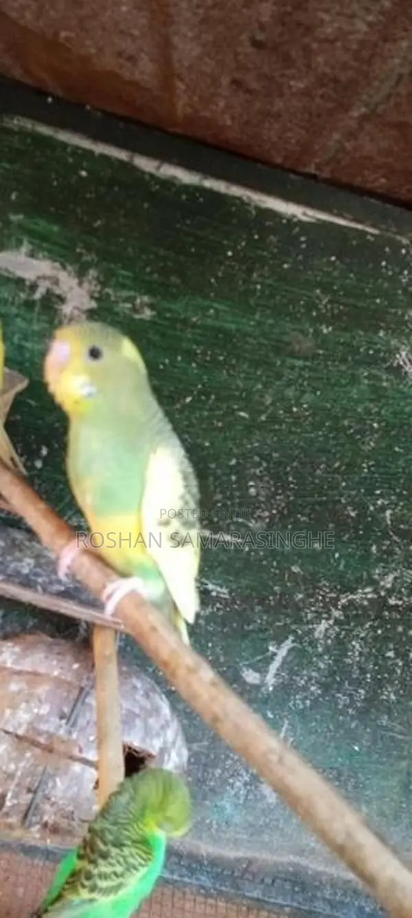 Love Birds