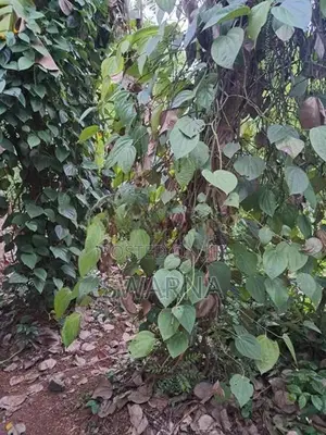 Land for Sale with House Near Medical College Kuliyapitiya