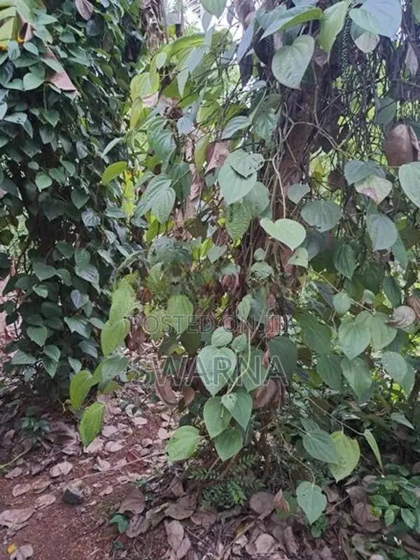 Land for Sale with House Near Medical College Kuliyapitiya