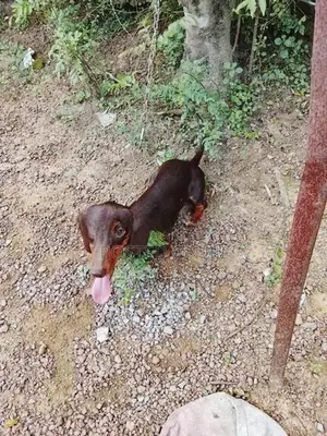 Dachshund Dog