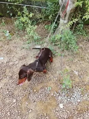 Dachshund Dog