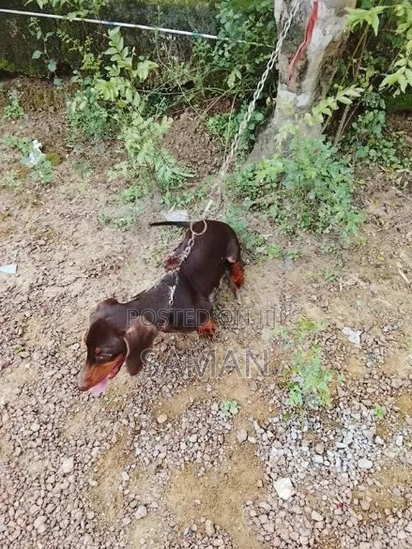 Dachshund Dog