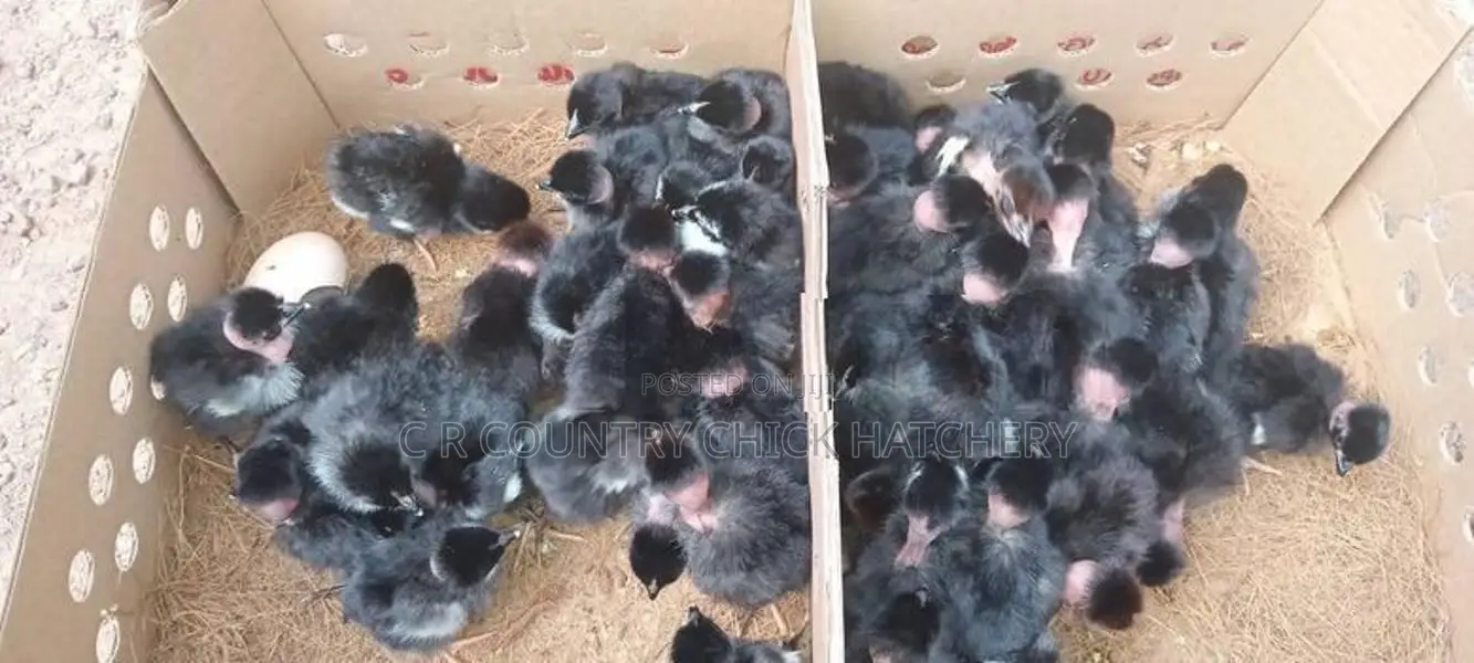 கோழி குஞ்சு