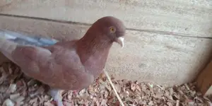 Pigeons