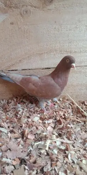Pigeons