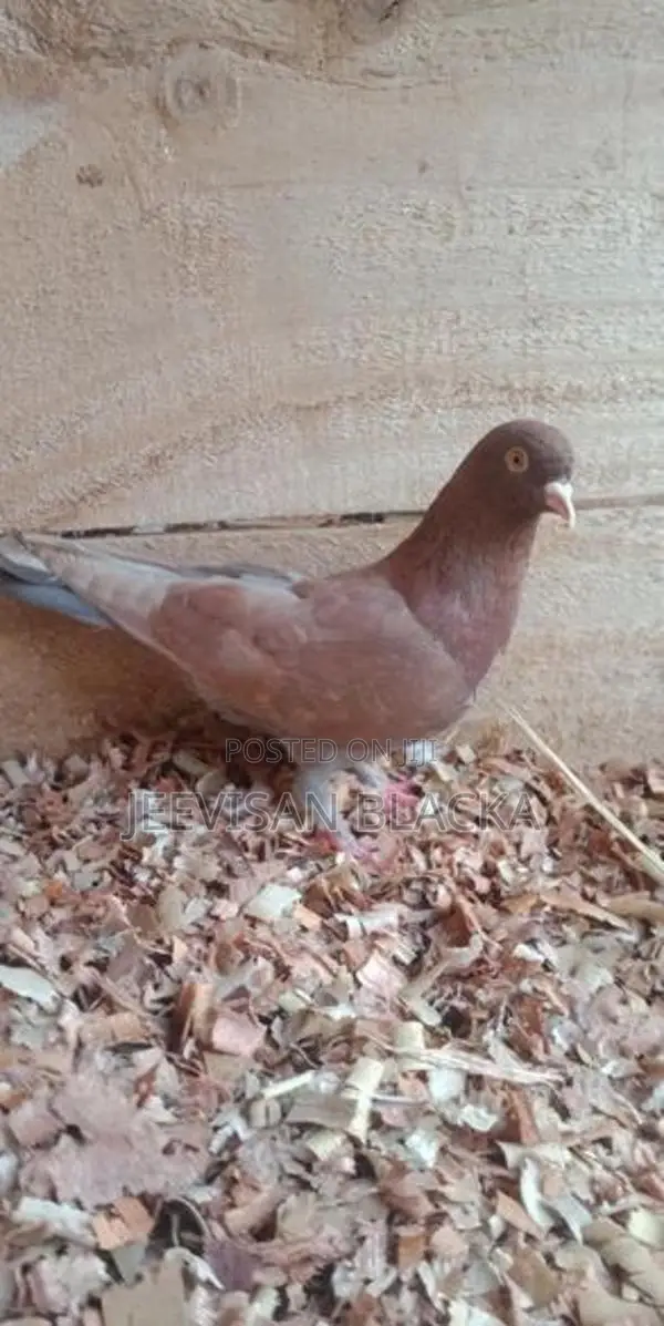Pigeons