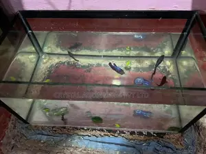 Fish Tank with Betta