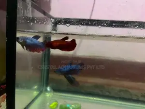 Fish Tank with Betta