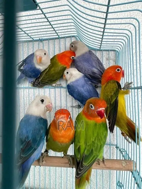 African Lovebirds Male and Females