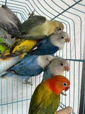 African Lovebirds Male and Females