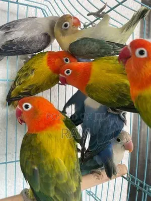 African Lovebirds Male and Females