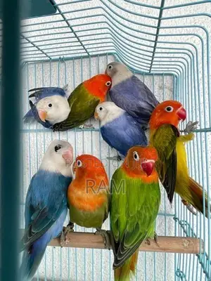 African Lovebirds Male and Females