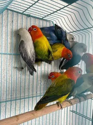 African Lovebirds Male and Females