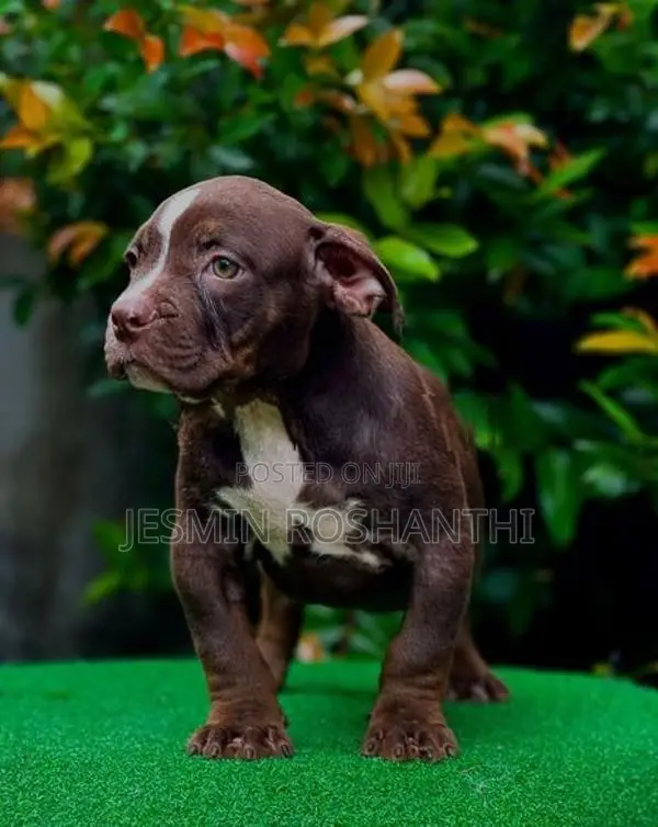American Bully Puppies