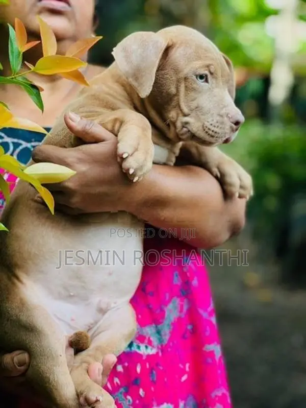 American Bully Puppies
