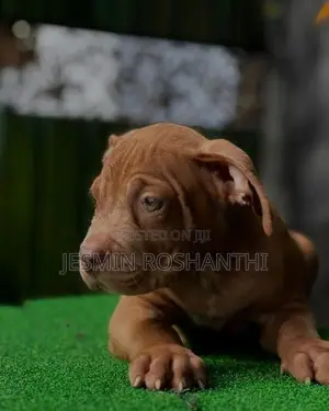 American Bully Puppies