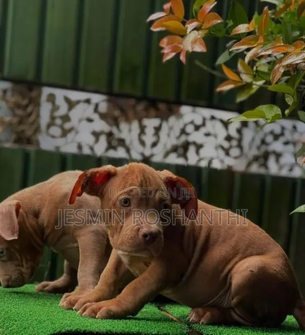 American Bully Puppies