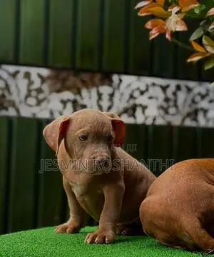 American Bully Puppies