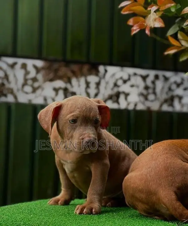 American Bully Puppies